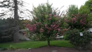 My Hawthorne Trees in Bloom