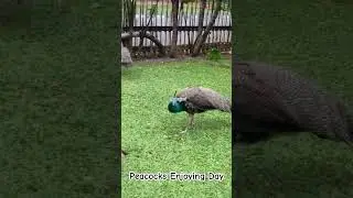 Peacocks Enjoying Day #peacock #peafowl #enjoytime #enjoyday #birdsoftheworld #wildlife #enjoyable