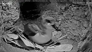 Incubating Cahow Takes A Break, Reveals Egg | Cornell Lab | Nonsuch Expeditions &ndash; Jan. 17, 2020