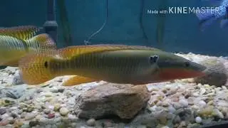 Crenicichla zebrina...Holy Grail of Pike Cichlids