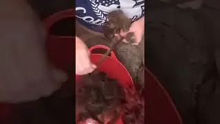 Sperating wool locks 