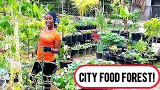 Turn Your BACKYARD Into a THRIVING FOOD FOREST Oasis Now!