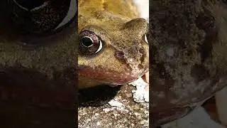 THE SECRET OF FREEZING WOOD FROG! BY EXPLORING WILD