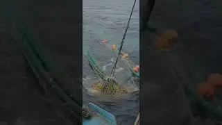 Fishing the West coast of Scotland prawn trawling for a good catch #fishing #sustainablefishing #sea