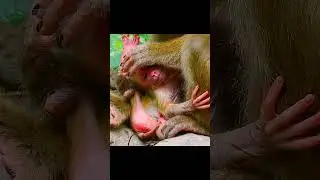 Giving birth monkey Luna !Help! #short#monkeys