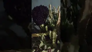 Caralluma (stem sacculent) plant care