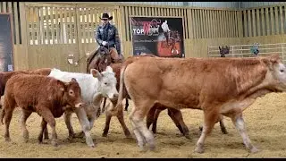 Le Pin ► Equitation western : stage de cutting au Petit Far West