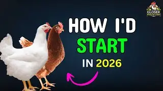 Как бы я начал птицеферму в 2026 году, будучи новичком, с нуля.