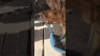 #Suzy #dog #destroying an #indestructible #toy