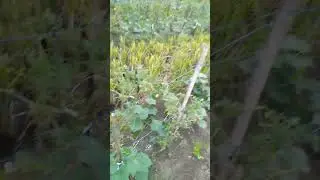 Tanaman produktif pasale