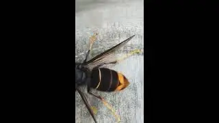FRELON ASIATIQUE ASIAN HORNET FRELON ASIATIQUE ASIAN HORNET