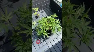#Cannabis #Outdoor #BalkonGrow Lem🍋n 🍊range #ReVeg