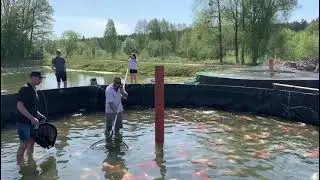 Yoshikigoi Koi Farm: Unveiling the Secrets of Koi Breeding Excellence in Poland