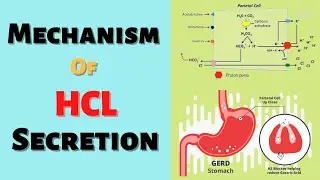 Mechanism of HCL Secretion| Gastric Acid Secretion Mechanism| Physiology| Made Easy
