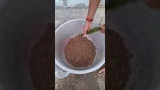 Guppy fish outdoor tub| how to setup outdoor tub #guppyfish #fish #outdoor