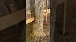 Zip line #backyardvibes #ziplining #fun #family #build #carpentry #project #deck #fort #treefort