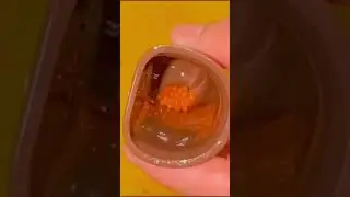 Breeding L s Fish in our Farm in Portugal