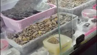 # Amber fossil in BSIP 💯#Shortvideo # Like & Subscribe 🥰