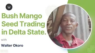Bush Mango Seed Trading: Insights from Oko Market