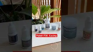 Tips Mudik Lebaran Bawa Kucing #shortsvideo #catlover #kucinglucu #cat #kucing #obatkucing #shorts