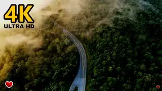 Forest Road Drone View | Celtic Violin | Irish | Relaxing Music