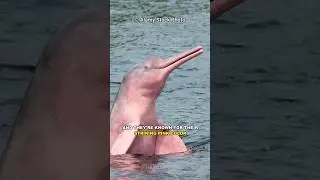 The Amazon Pink River Dolphin