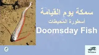 سمكة يوم القيامة 