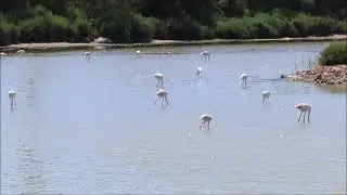 Wild greater flamingos at Parque Natural de las Salinas de Santa Pola