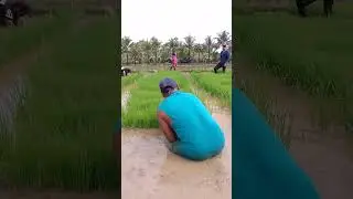 #magIbot ug simelya sa humay mga guys para ma income pud