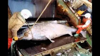 Grand Banks Distant-Water Fishing Fleet (North Atlantic)/Pesca en Terranova (El Gran Banco)
