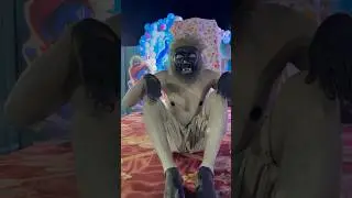 monkey man rahul 🐒😂😱#public #funny #monkeycomedy #tranding #youtubeshorts #wedding