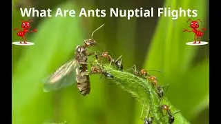 WHAT ARE THE ANT NUPTIAL FLIGHTS?