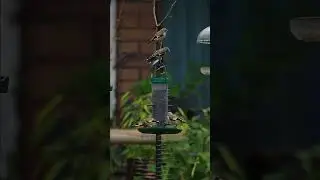 Family of Goldfinches at the feeder #ukbirds