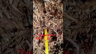 5palti compost ka temperature 🌡️ 70 #compost #11february  #howtomakecompost