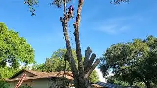 Tree Removal in Clearwater