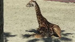 New Cute Baby Giraffe in Japan