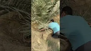 طريقة تقليم فسائل النخلة عمر 4سنوات.