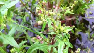 Water Speedwell (Veronica Anagallis-Aquatica) / Red Speedwell - 2012-06-12