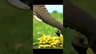 #A Giant Heart, A Simple Banana&rdquo; 🐘🍌#aiexplained #animals #shorts #trending #animals #viral
