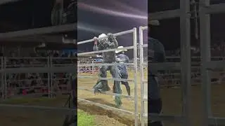 Live action from the rodeo