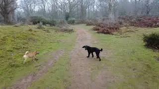 Lowland Heath walk with the dogs #walking #heathland
