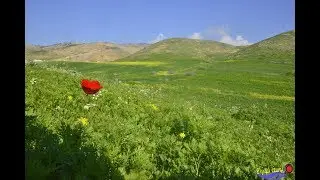 ربيع شمال الاردن اربد ام قيس الاغوار الشماليه  2018