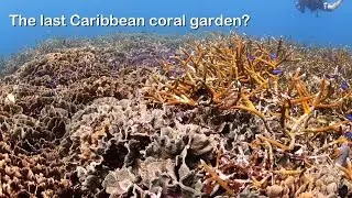 The last Caribbean coral garden?