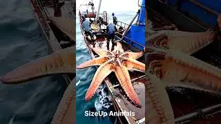 Ocean Giants Transformation! 🐢🌟 From Tiny to Titanic #shorts