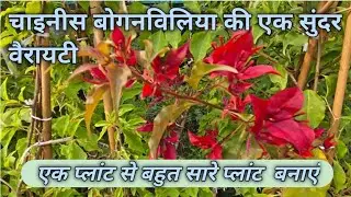 Chinese Bougainvillea#floweringplant#garden#flowering#plantcare#plant multiply#plantproduction#na...