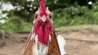 You Feel That? He&rsquo;s Watching USA #relaxing #birds #nature #wildlife
