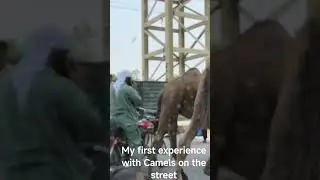 Camels are walking in islamabad main street.