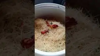 Instant #Semiya Upma Premix #Homemade make in 3 minutes