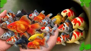 Catch Beautiful Freshwater Aquarium Fish in Flooded Fields: crayfish, catfish, gourami, baby turtle