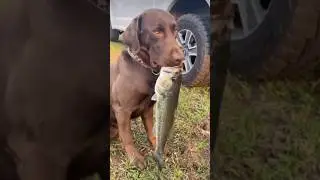 Dog releases fish 😍#shorts #dog #fishing